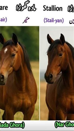 Useful English vocabulary and sentences. #english #education #school