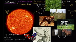 Introduction to metabolism: Anabolism and catabolism
