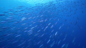 Download Schooling Boga fish in the coral reef of the Caribbean Sea for free