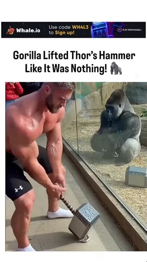 curvico_explained on Instagram: "The video humorously reimagines Marvel's Mjolnir "worthiness" rule by showing a buff man straining to lift a hammer replica at a zoo, only for a gorilla to grab and wield it effortlessly through the enclosure bars. Despite high engagement with 4.3 million views and 4,800 likes, replies quickly identify it as AI-generated, highlighting growing public savvy in spotting deepfakes amid viral animal-superhero mashups. @__________Nadia 's pattern of posting similar sho
