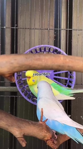 Budgerigars Interaction: Blue and Yellow Parakeet Duo