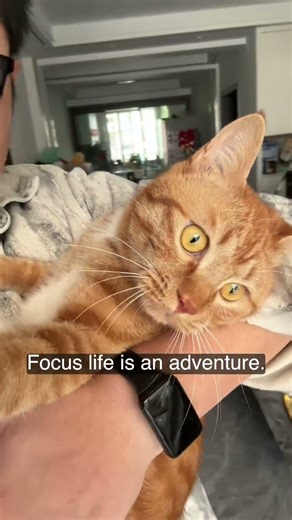 Dan Huang,a cat like a human baby #cat #animallife #cutecat