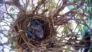 1.3M views · 38K reactions | Olha que linda família, pai e mãe...