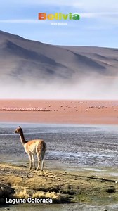 Laguna Colorada | 100 Lugares Asombrosos de Bolivia 🇧🇴 | Capítulo 1 #LagunaColorada #PotosíBolivia #FlamencosAndinos #AltiplanoBoliviano #BoliviaNatural #ReservaEduardoAbaroa #BiodiversidadBoliviana #PaisajesDeBolivia #BoliviaEspectacular #MaravillaAndina #WinterInBolivia #VisitBolivia | Visit Bolivia