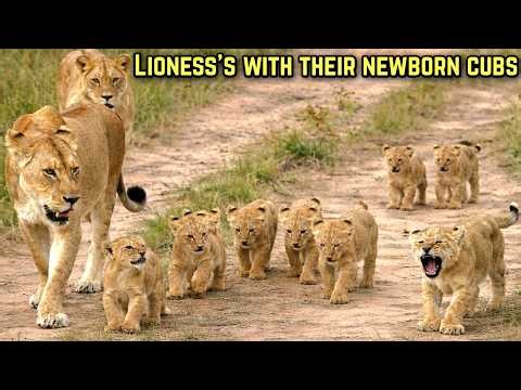 The Lionesses Moving Their Newborn Cubs to A Safer Place | Maasai Mara National Reserve