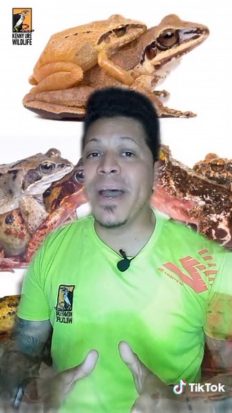 El amor y el amplexus de ranas explicado