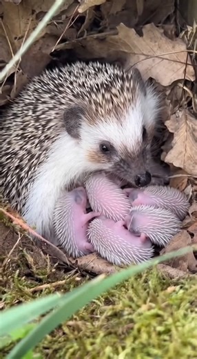 Hedgehog with her newborn hoglets 🦔💖 Rate it 1–10 if you’re a true hedgehog lover! #Hedgehog | The Daily Hedgehog Show