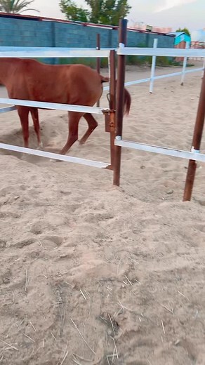 Shahab Alam on Reels