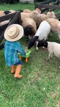 Food for the various farm animals 😆 | Rumble Babies & Kids