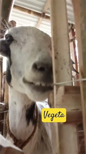 Vegeta my smiling #goat 🐐 a goat core moment #foryoupage