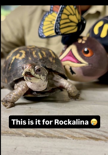 Final Rockalina Plush: Celebrate Turtle's Amazing Recovery!