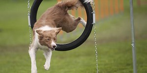 Take The Ultimate True Or False Dog Quiz