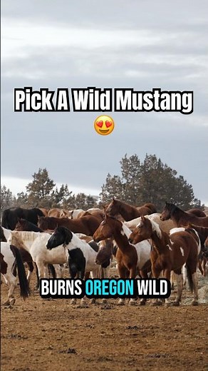 Pick A Wild Horse From Burns, Oregon! (Full Video Out NOW) #MustangHorse #Shorts #WildHorses