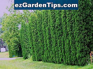 Emerald Green Arborvitae Disease 🌱 Tips Trädgårdsmästare - Sv.ezGardenTips.com