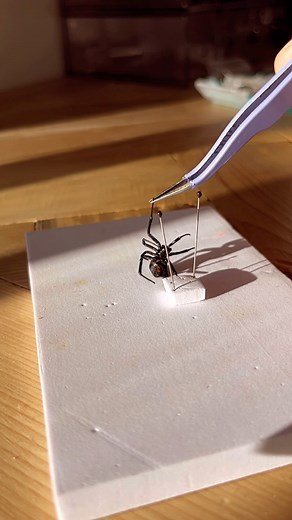 12M views · 24K reactions | Pinning a black widow spider #spiders #spider #blackwidow #blackwidows #taxidermy #bugs #entomology #pinning #preserving #preservation #nature #art #natureart | GertyBeth | Facebook