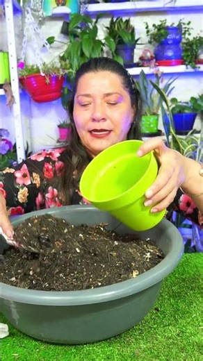 How to make amaryllis bloom simply and easily, guaranteed