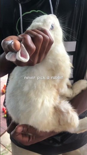 How to Carry a Rabbit (The Best Way!)