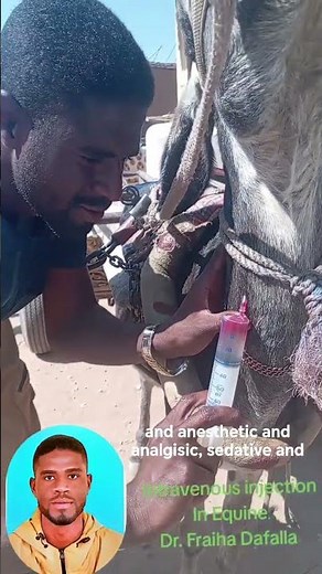 Intravenous injection in Equine by د. فريحه دفع الله أحمد Dr. Fraiha Dafallah Ahmed #animals