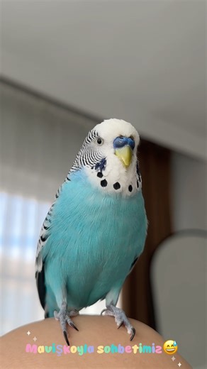 Maviş, you can't be a bird 😂😂