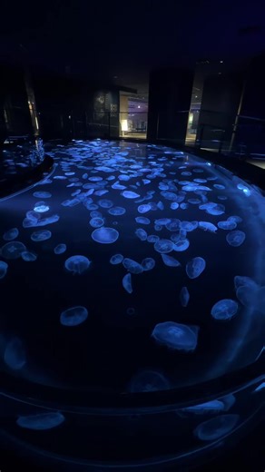 #すみだ水族館 #海月