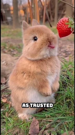 What Rabbits Think About Humans?