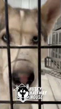 Check out our adoptio￼n building - Husky Rescue