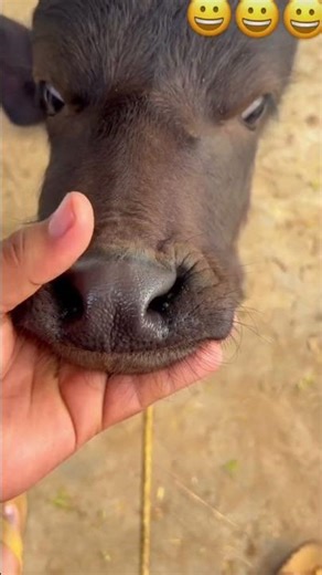 #shortvideo #shortsyoutube #ytshorts #currentaffairs #boardexam #love #holi #funnyshorts #holispecia