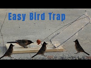 The ABSOLUTE BEST Bird Trap You Can Make at Home || Easy bird Trap that work 100% || Birds Trap Easy