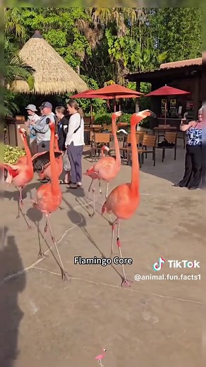 Funny Flamingo Videos That Will Make You Smile