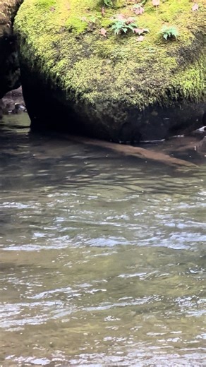 🎣 Look at that STACK! 😲 A river full of salmon—can you guess which river this is? Drop your guesses below! 👇 #SalmonSeason #FishField #GuessTheRiver #FishingLife #TrophyCatch #SalmonFishing | Fish-Field