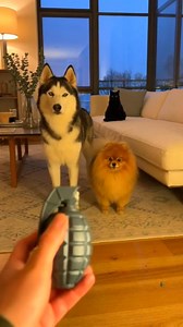 Dog was shocked now 🤣 | Luxe Drive