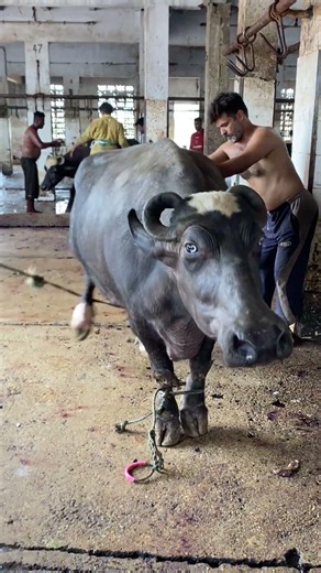 Powerful Buffalo Takedown in Slaughterhouse | Professional Butchers at Work #shortsfeed #buffalo #yt