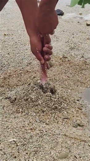 Catching Secret Sea Creatures Under the Sand! 🦀🏖️