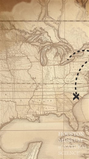 🦜 WARNING: One weekend remaining! 46 rare Audubon prints from Birds of America are now on display at HMNS. Unbound and breathtaking! Don't miss out - book your tickets NOW before they're gone forever! | Houston Museum of Natural Science