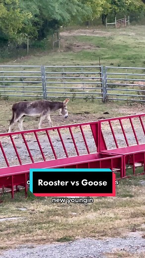 Funny Rooster vs Goose Interaction on Goose's First Day