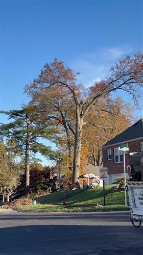 Logging failure. 😂😂 #tree #logging #fail #asmr #funnyvideos #satisfying #oddlysatisfying #europe #usa #tiktok #relax