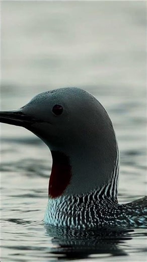 Common Loon Sound 😳 One of the Most Mysterious Bird Calls