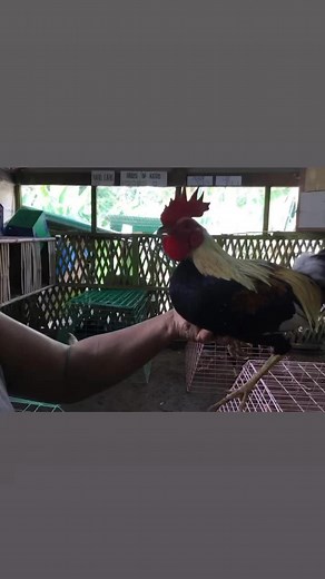For next season breeding broodstag silver grey x popeye grey @ Allen round head x Gilmore | Bong Domingo