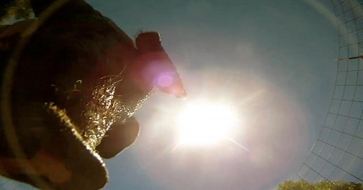 GoPro camera falls from plane, lands in pig pen