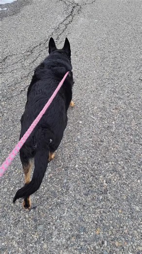 nikki7mcclain (@nikki7mcclain)’s videos with Dogs Just Want To Have Fun - Kelly Bird