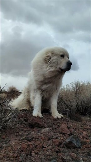 Our Great Pyrenees are the backbone of the farm’s security #dogtraining #greatpyrenees #purposebred