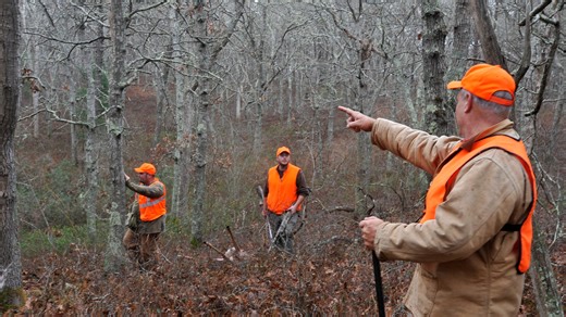 When is deer hunting season on Cape Cod? 2024 dates, plus tips for hikers.