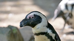 Free video - Penguin, Beak, Bird, Antarctic