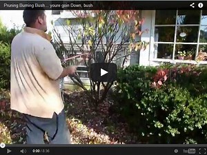 Pruning Burning Bush in the Fall