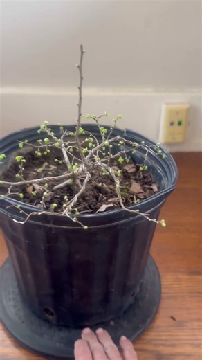 Very small Chinese Elm in bud #bonsai #elm