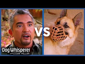 Big Dogs, Big Problems: Cesar VS German Shepherds | Dog Whisperer Marathon