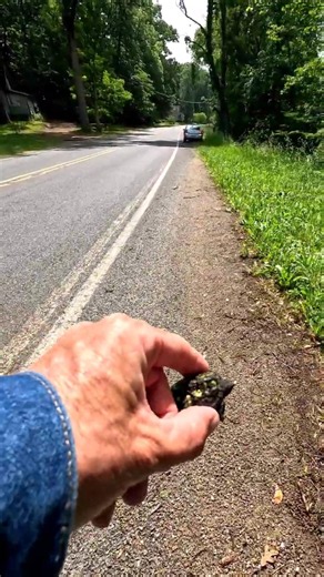 Happy Snapper Hatchling • [WILD ANIMALS]