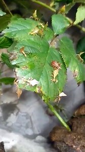 Spot the leaf insect nymphs! 🍃🍂 Leaf insects stay safe in their forest home by looking just like the leaves surrounding them. Their disguise is one of the best found in nature, even copying the veins and brown edges found on leaves. Young leaf insects will also sway back and forth like a leaf in the wind to hide from danger. We currently have 49 nymphs that hatched in their Kids’ Zone habitat. | Point Defiance Zoo & Aquarium