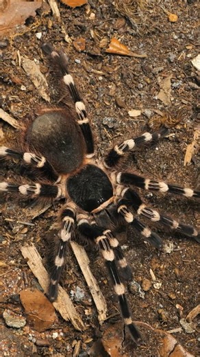 1K views · 129 reactions | Brazilian Whiteknee Tarantulas are nature's GARBAGE DISPOSALS! #tarantula #spider #pettarantula | The Tarantula Collective | Facebook