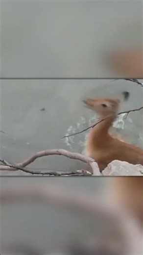 Nature’s Narrow Escape – When Instinct Saves a Life!